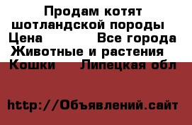 Продам котят шотландской породы › Цена ­ 2 000 - Все города Животные и растения » Кошки   . Липецкая обл.